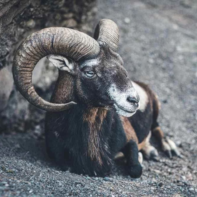 Ramalan Zodiak Aries Hari Ini, Yuk Cek di Sini!