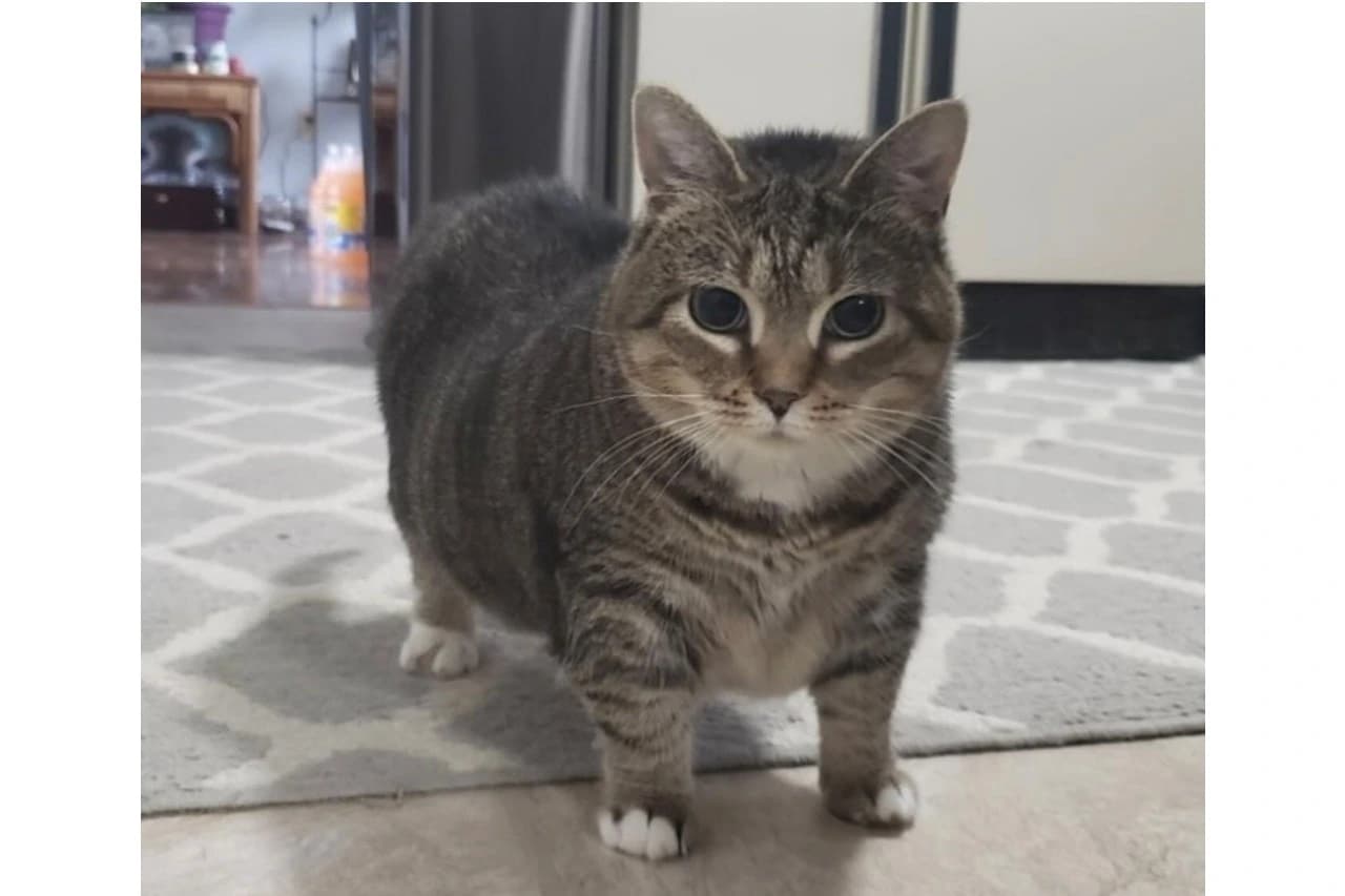 Ethel, Sosok Asli di Balik Kucing Akmal dan Meme OIA